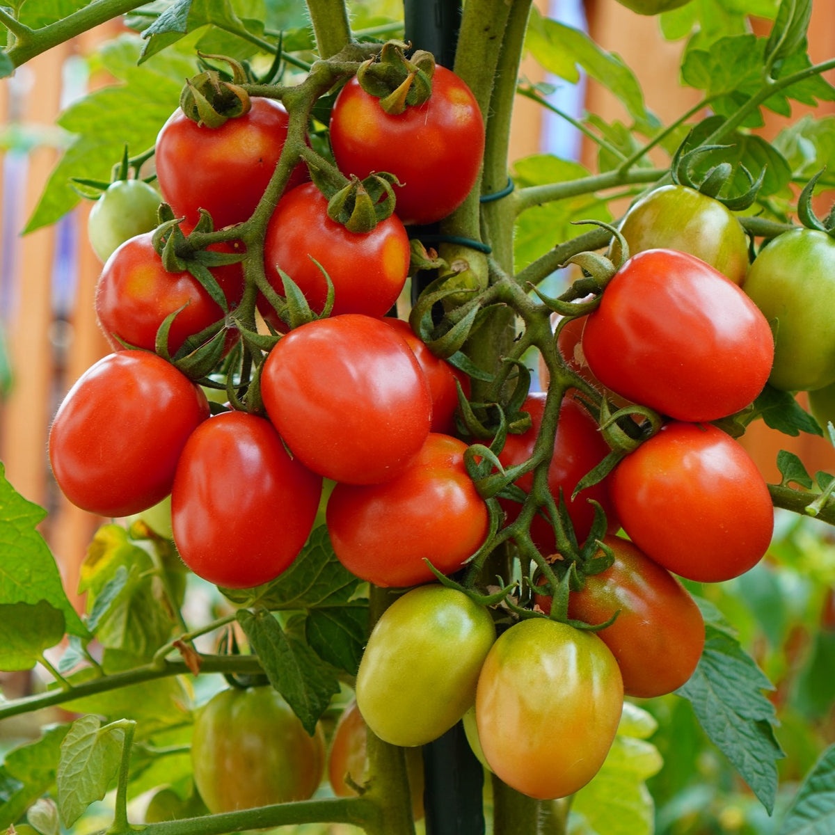 German Lunchbox Bio-Tomatensamen