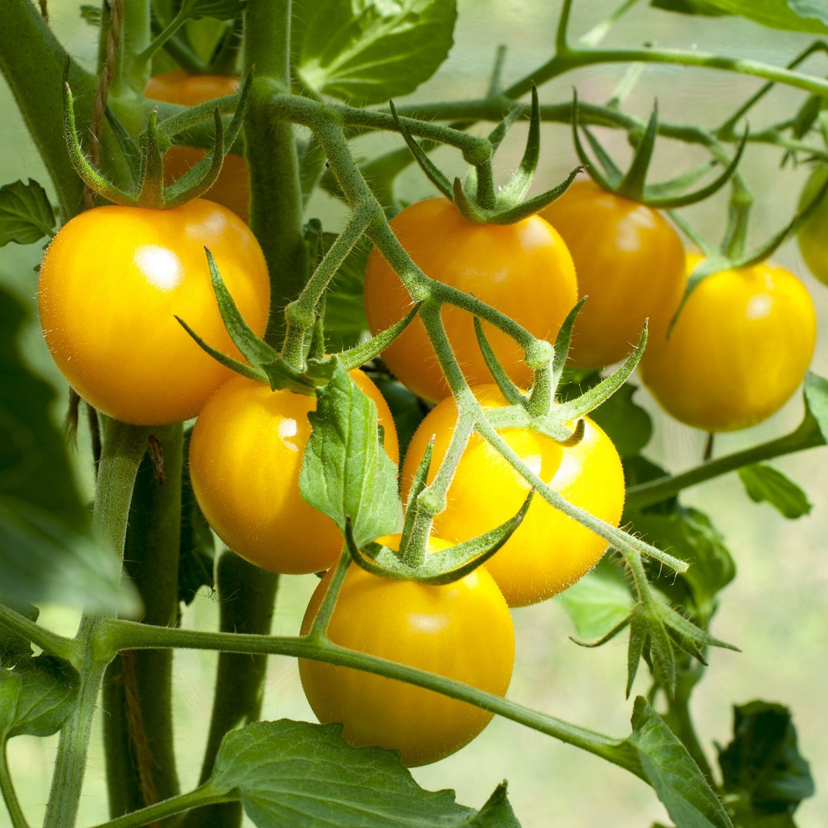 Gelbe von Thun Bio-Tomatensamen