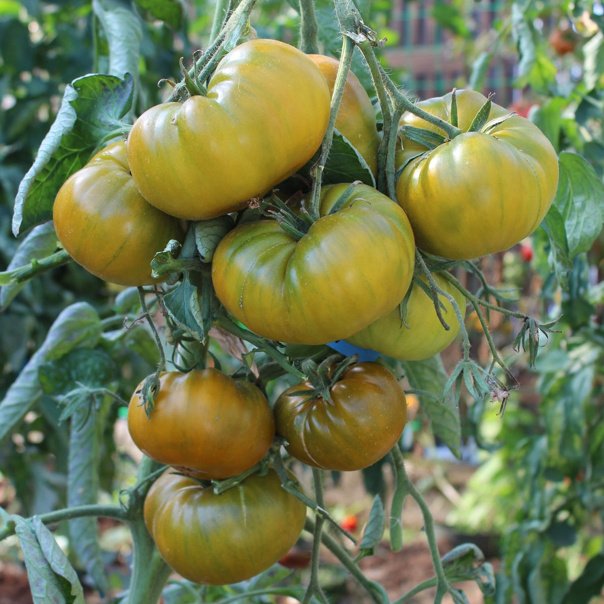 Evergreen Bio-Tomatensamen