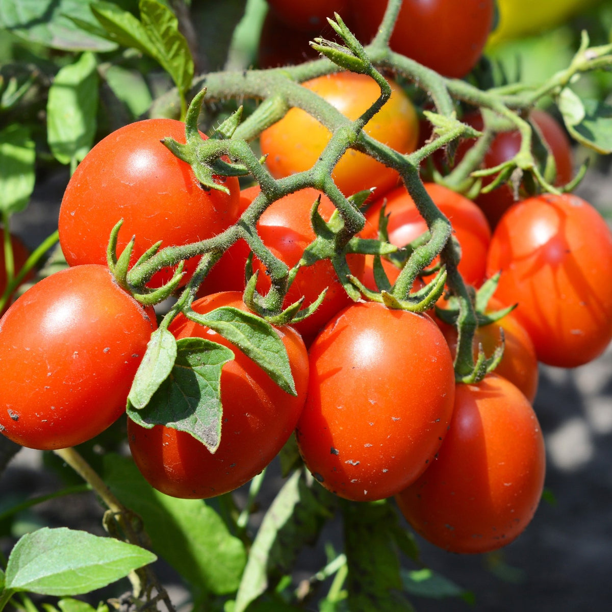 De Berao Bio-Tomatensamen