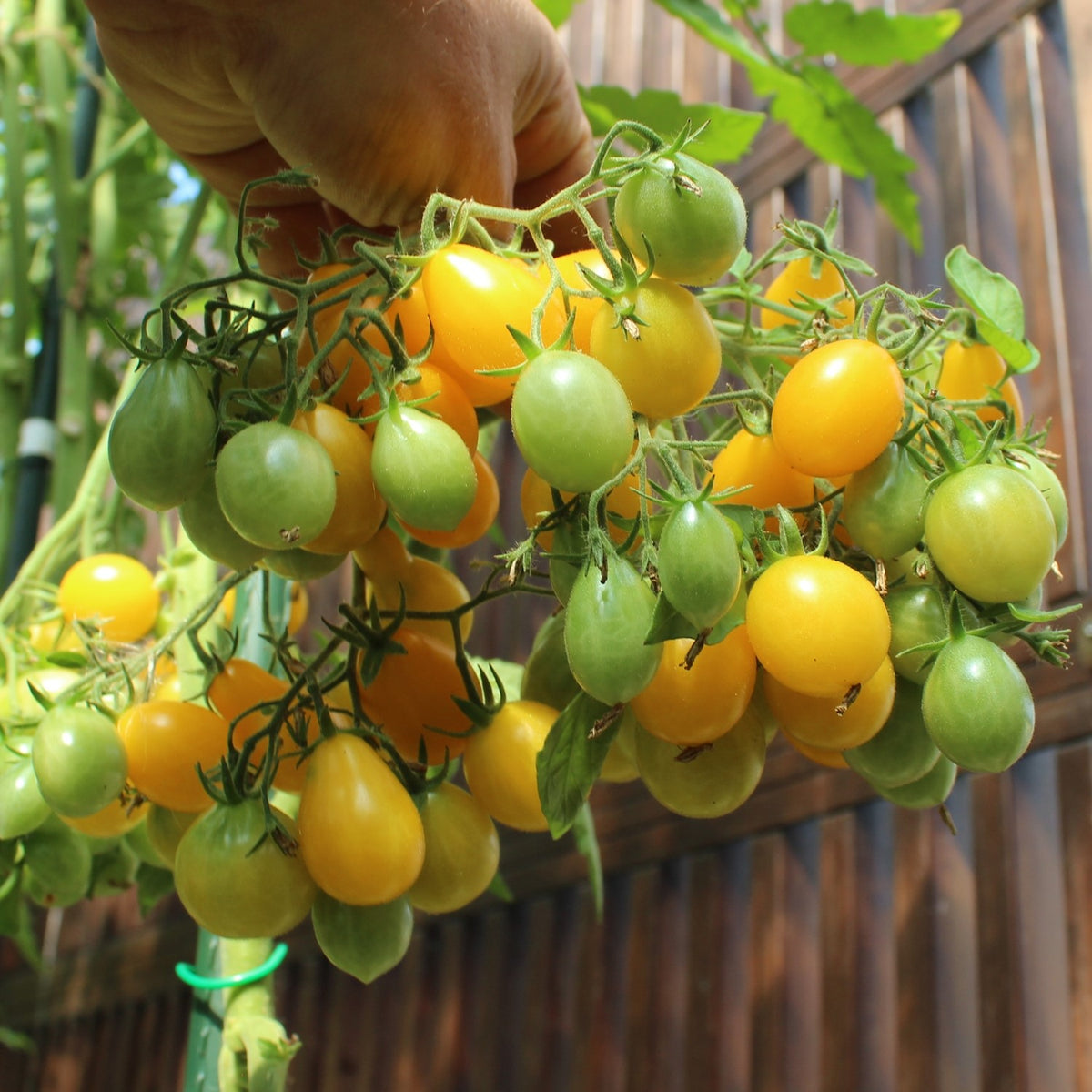 Dattelwein Bio-Tomatensamen