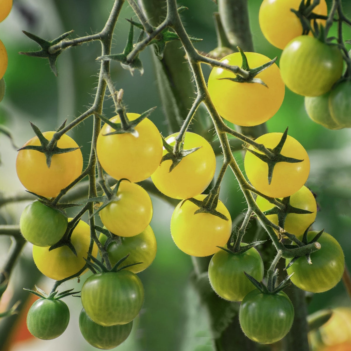 Coyote Bio-Tomatensamen