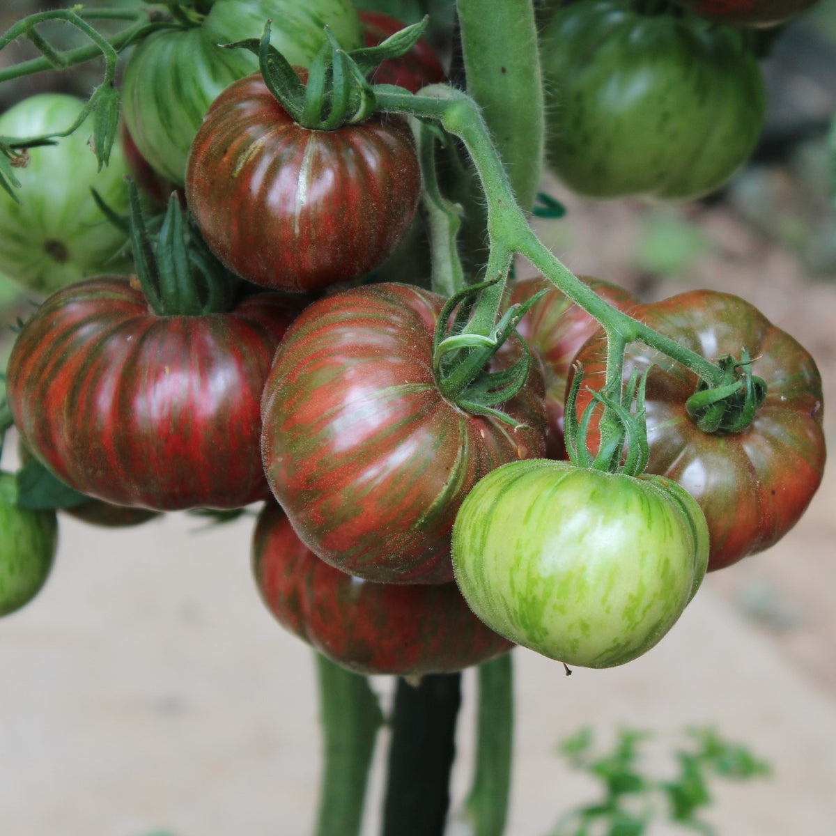 Chocolate Stripes Bio-Tomatensamen