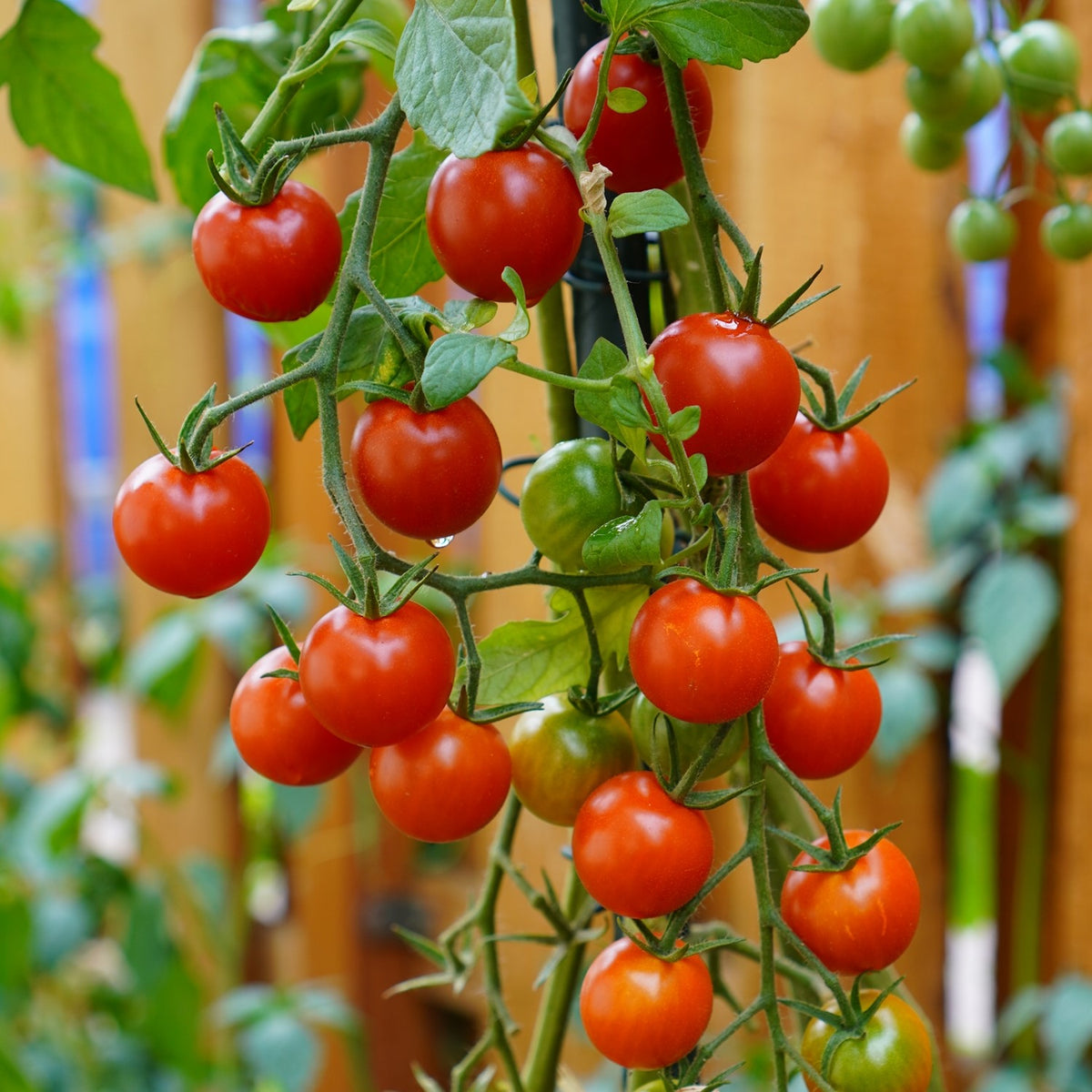 Cerise Bio-Tomatensamen