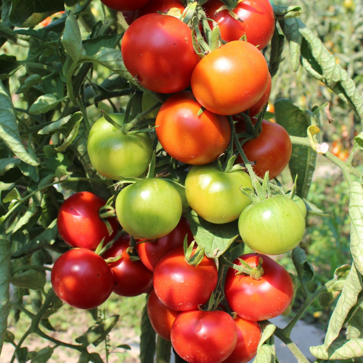 Bloody Butcher Bio-Tomatensamen
