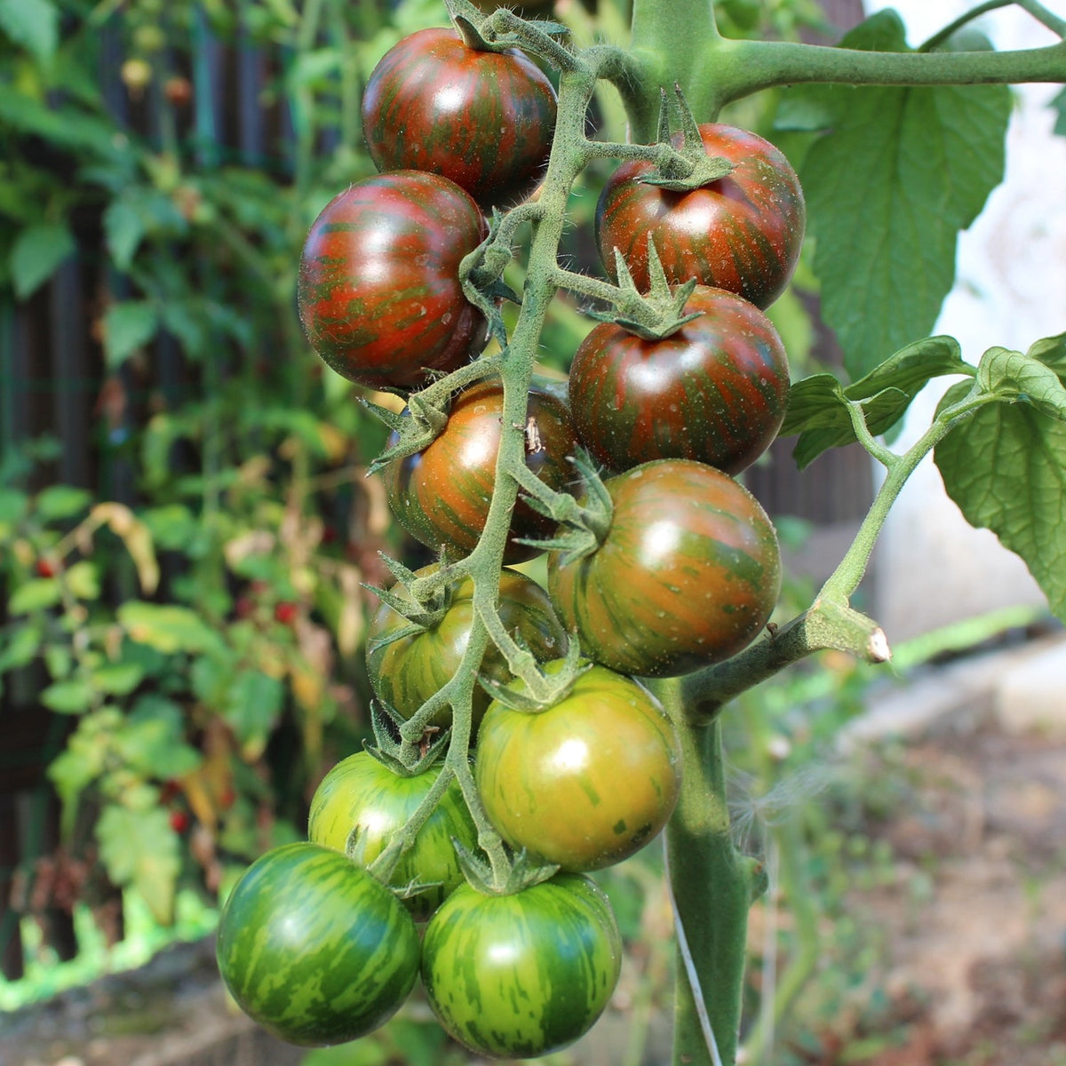 Black Zebra Cherry Bio-Tomatensamen