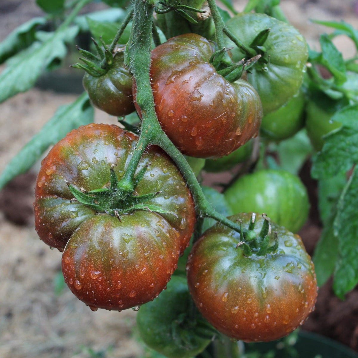 Black Sea Man Bio-Tomatensamen