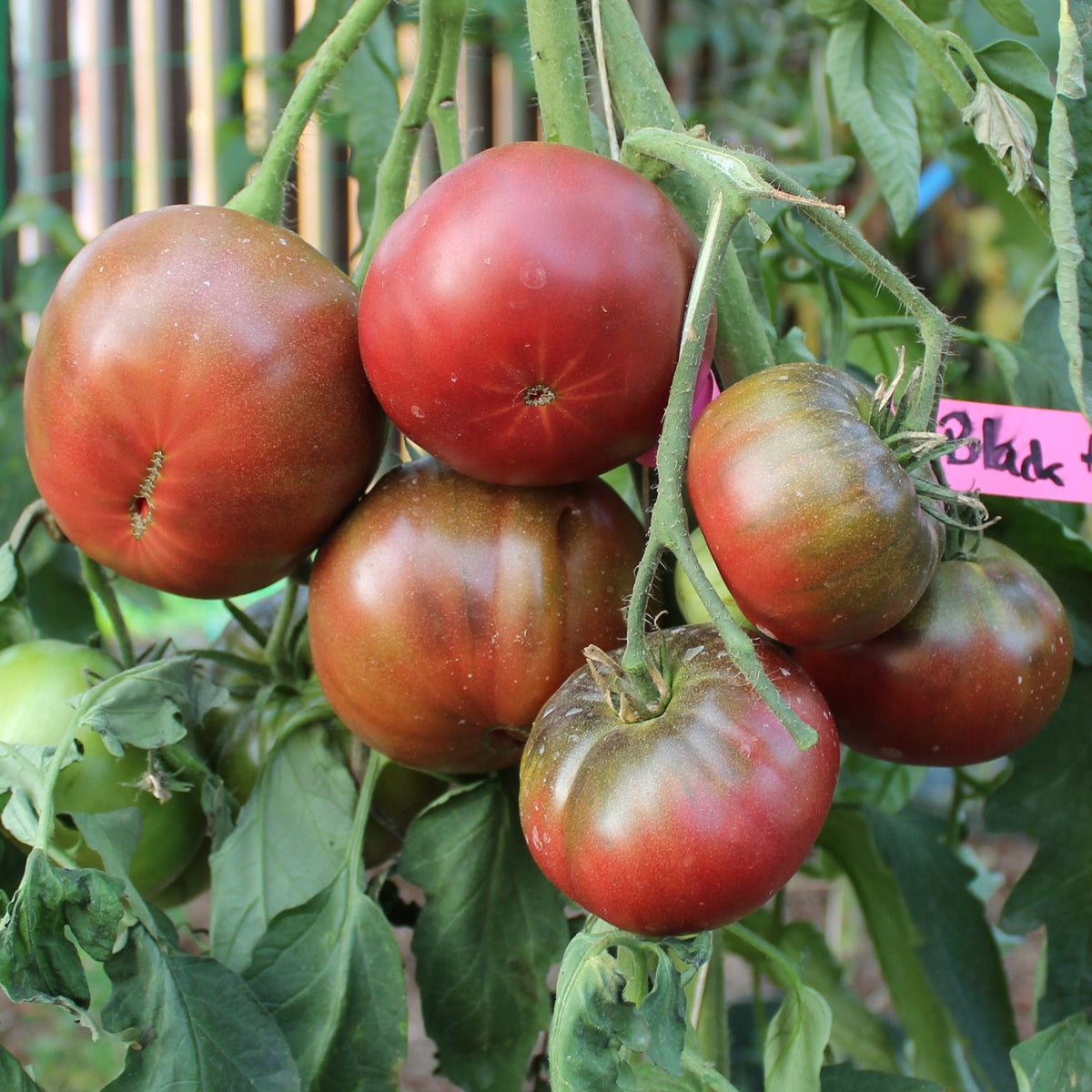Black from Tula Bio-Tomatensamen