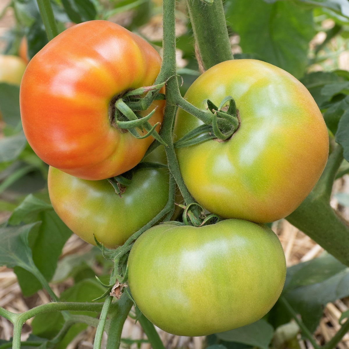 Big Rainbow Bio-Tomatensamen