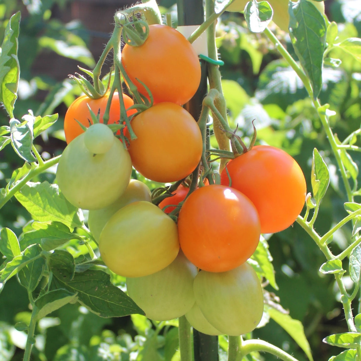 MHD 06/26 Auriga Bio-Tomatensamen
