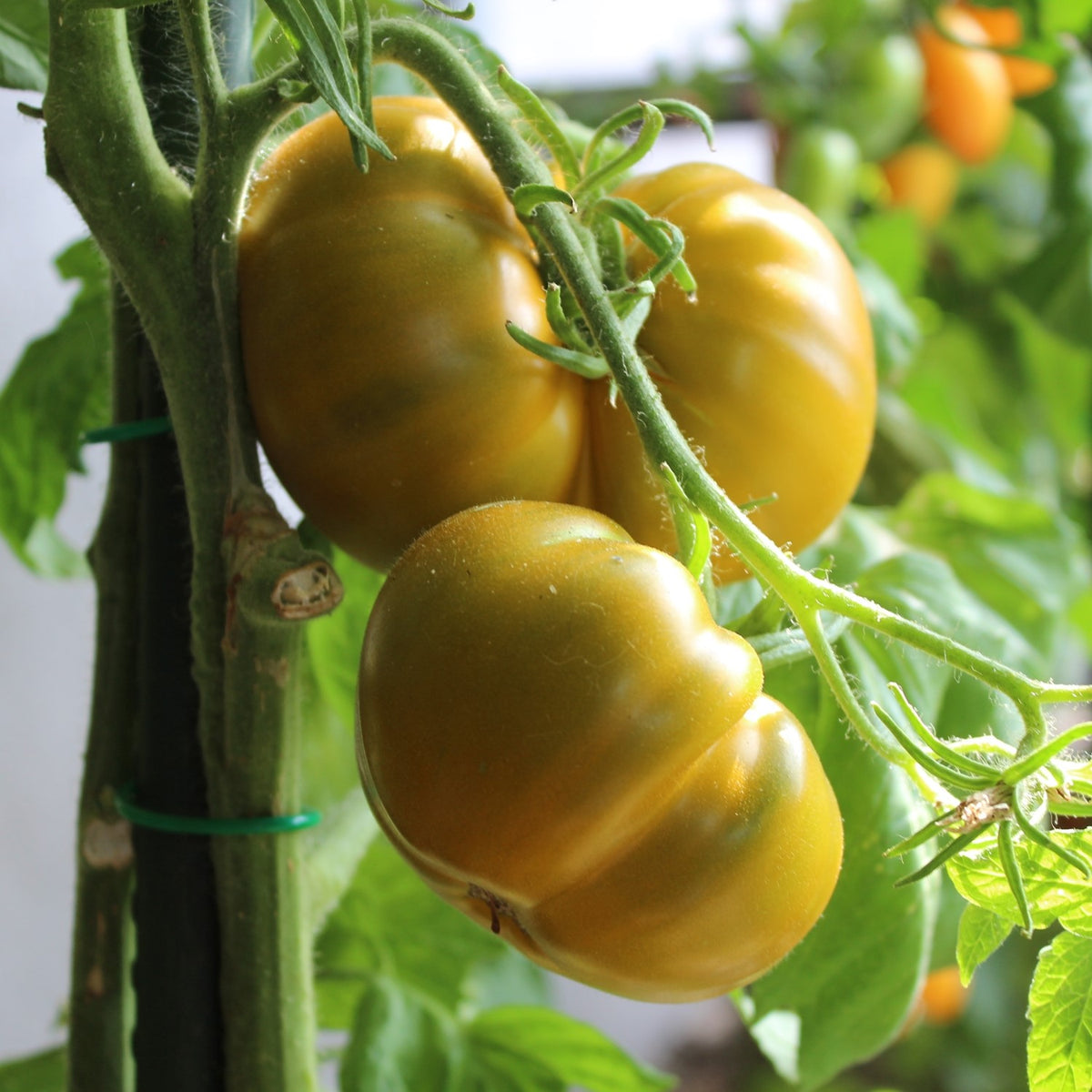 Aunt Ruby`s German Green Bio-Tomatensamen