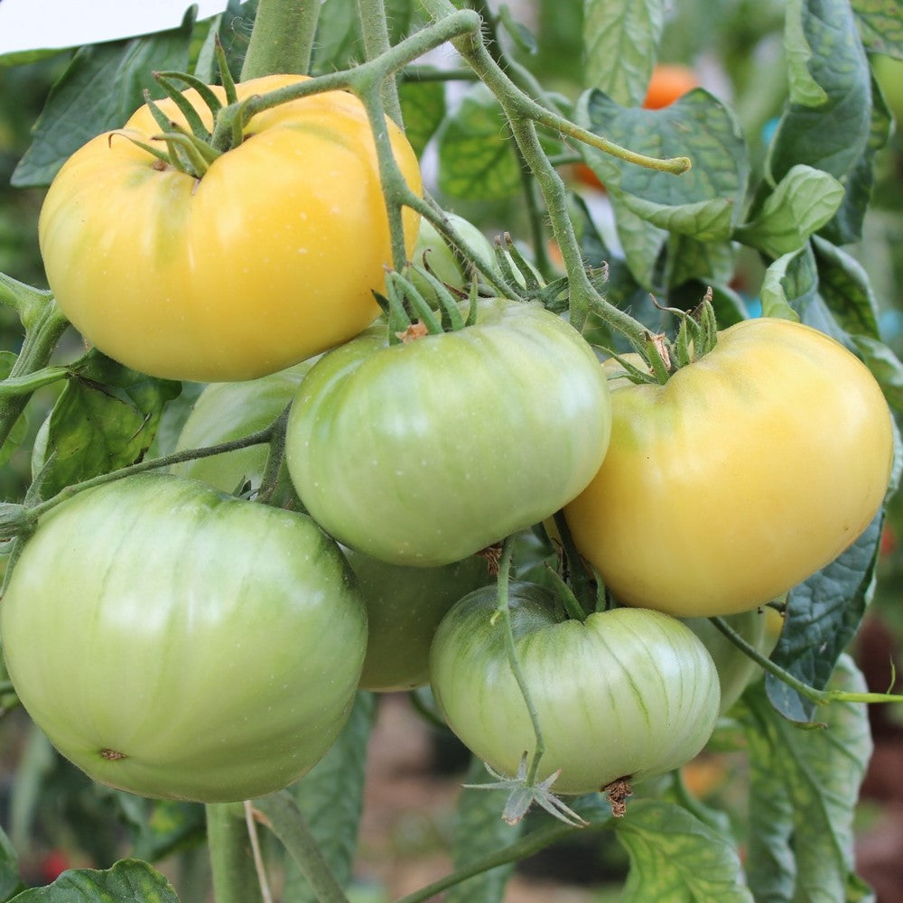 White Beauty Tomatensamen