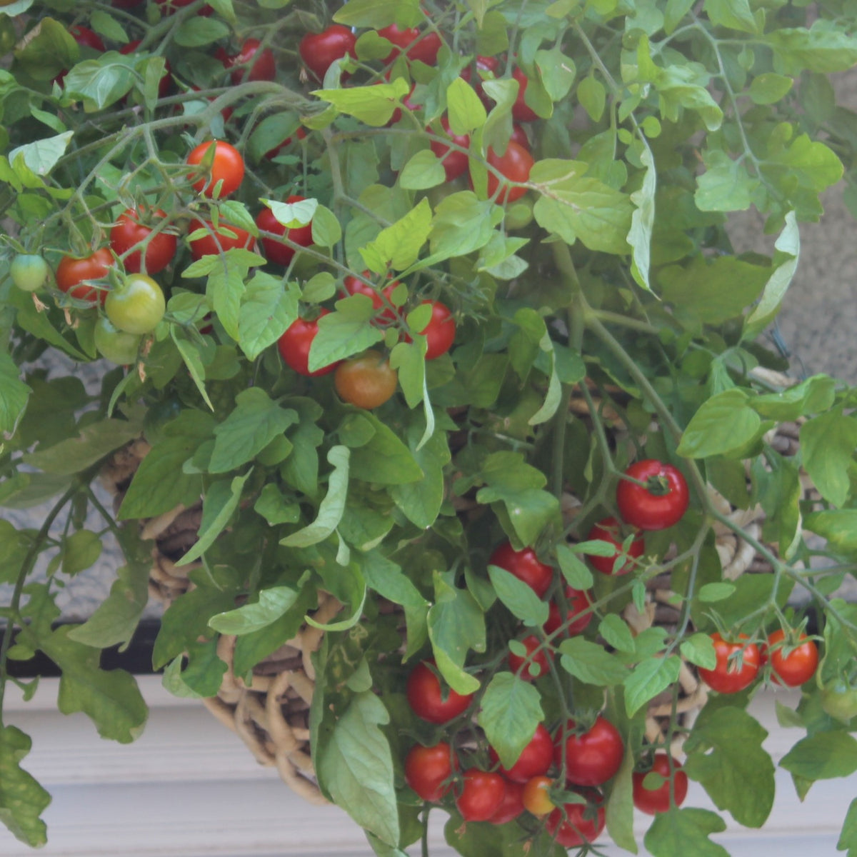Tumbling Tom rot Tomatensamen