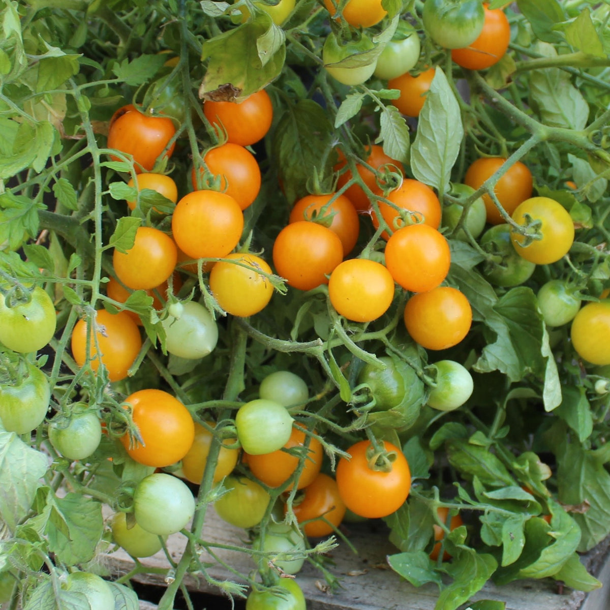 Tumbling Tom gelb Tomatensamen