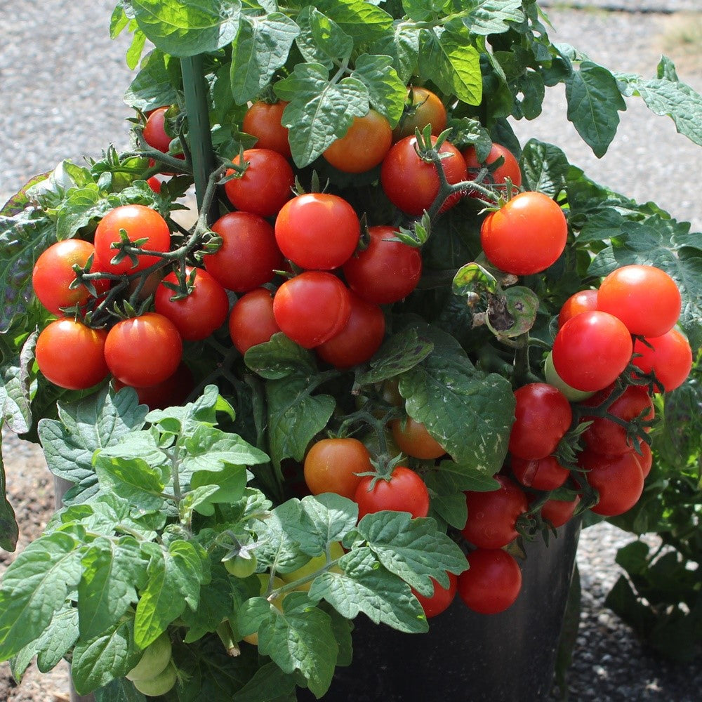 Tiny Tim Tomatensamen