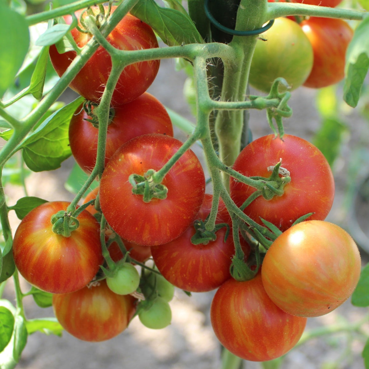 Tigerella Tomatensamen