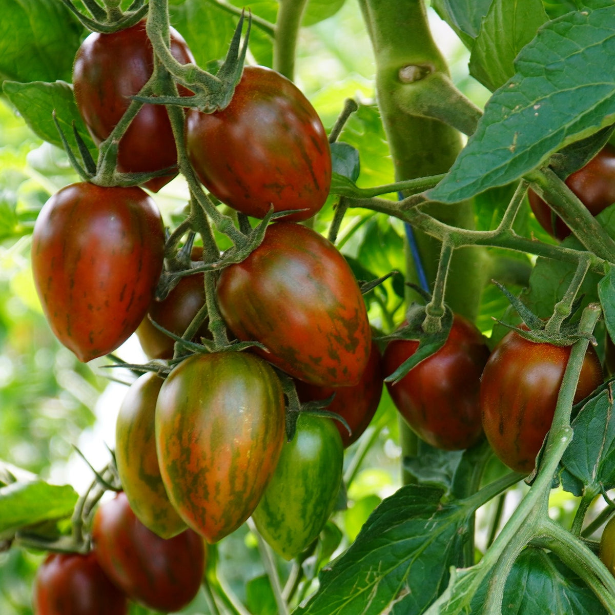 Shimmer F1 Tomatensamen