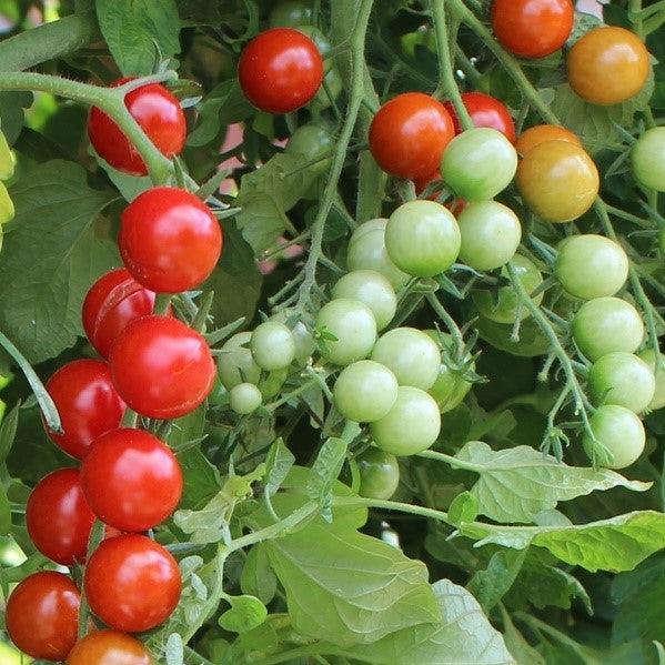 Rubinka Tomatensamen