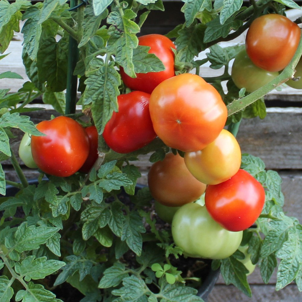 Rotkäppchen Tomatensamen