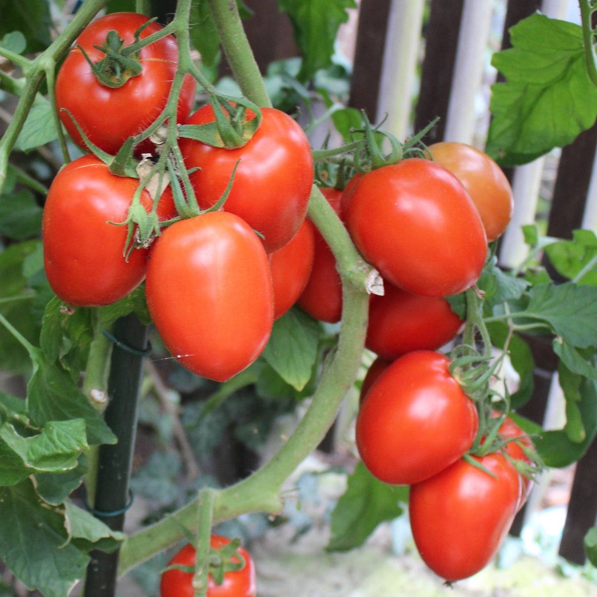 Rio Grande Tomatensamen