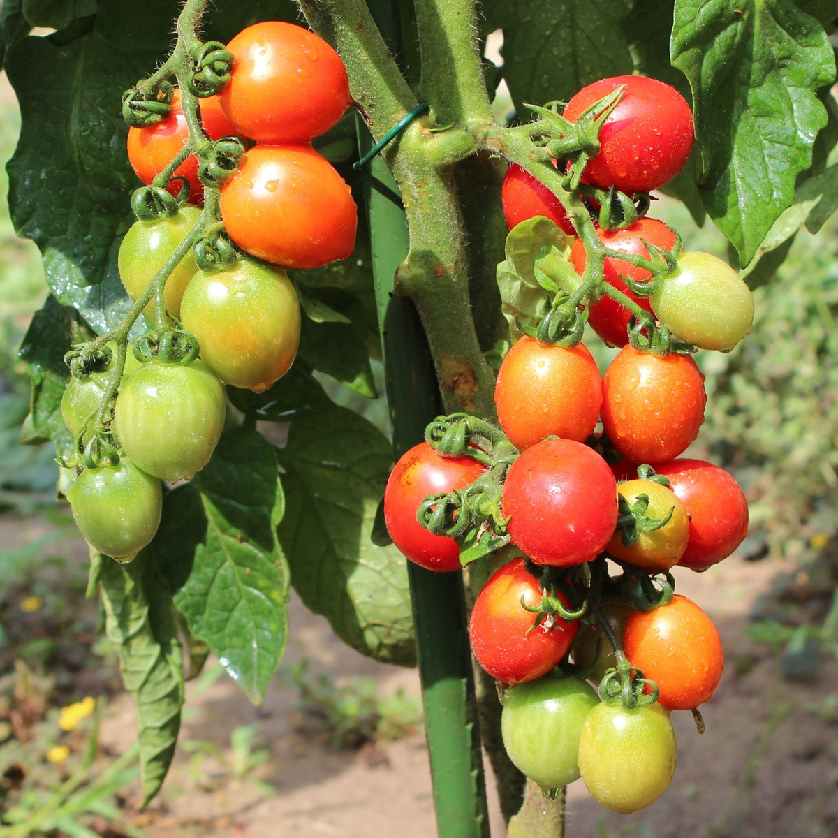 Principe Borghese Tomatensamen