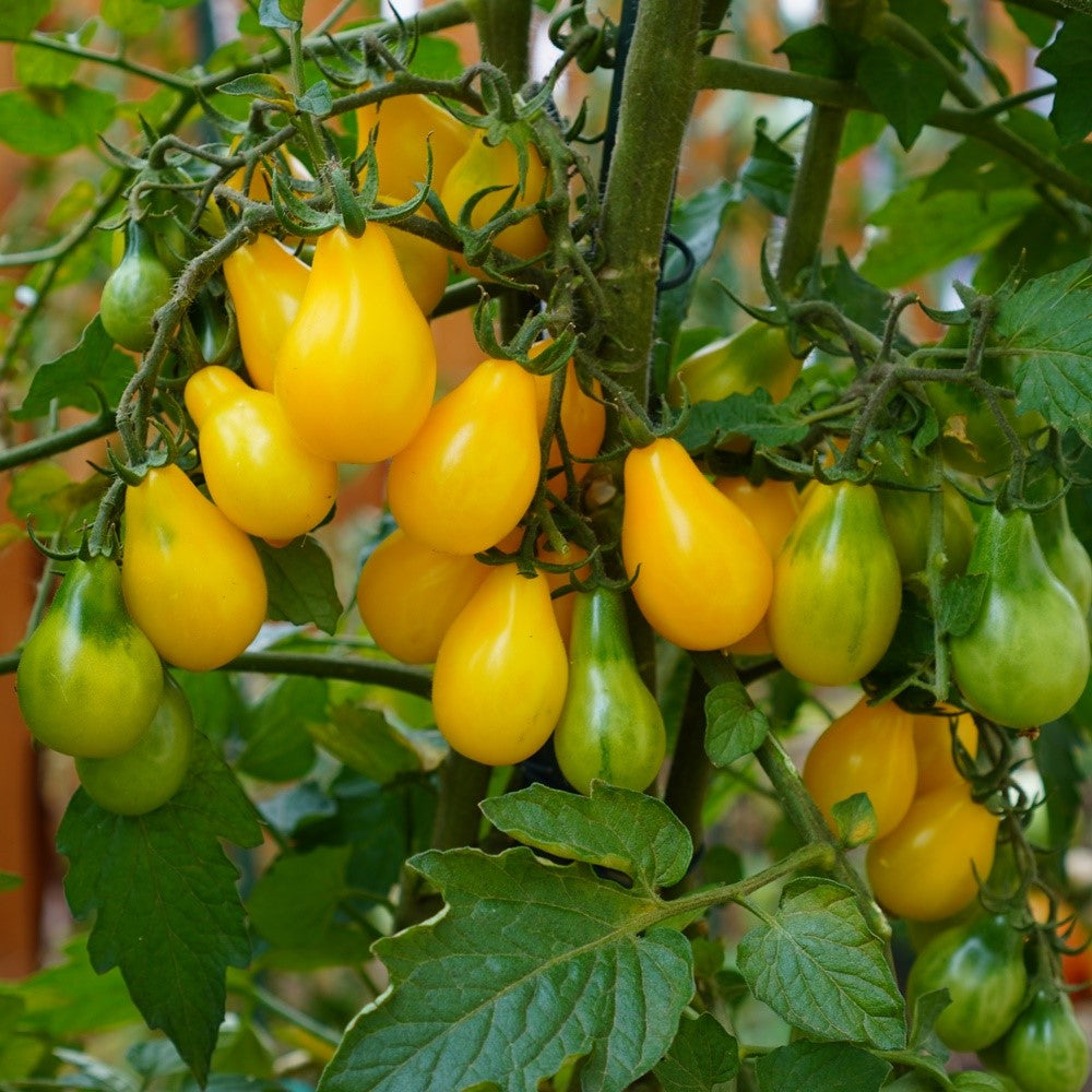 Perun Tomatensamen
