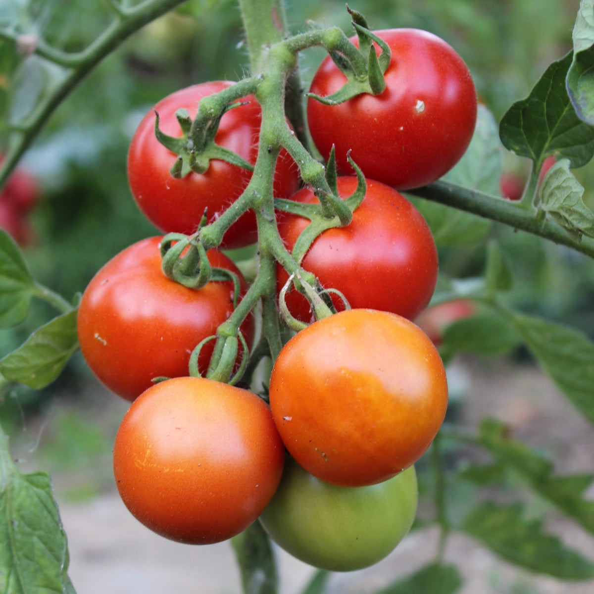 Moneymaker Tomatensamen