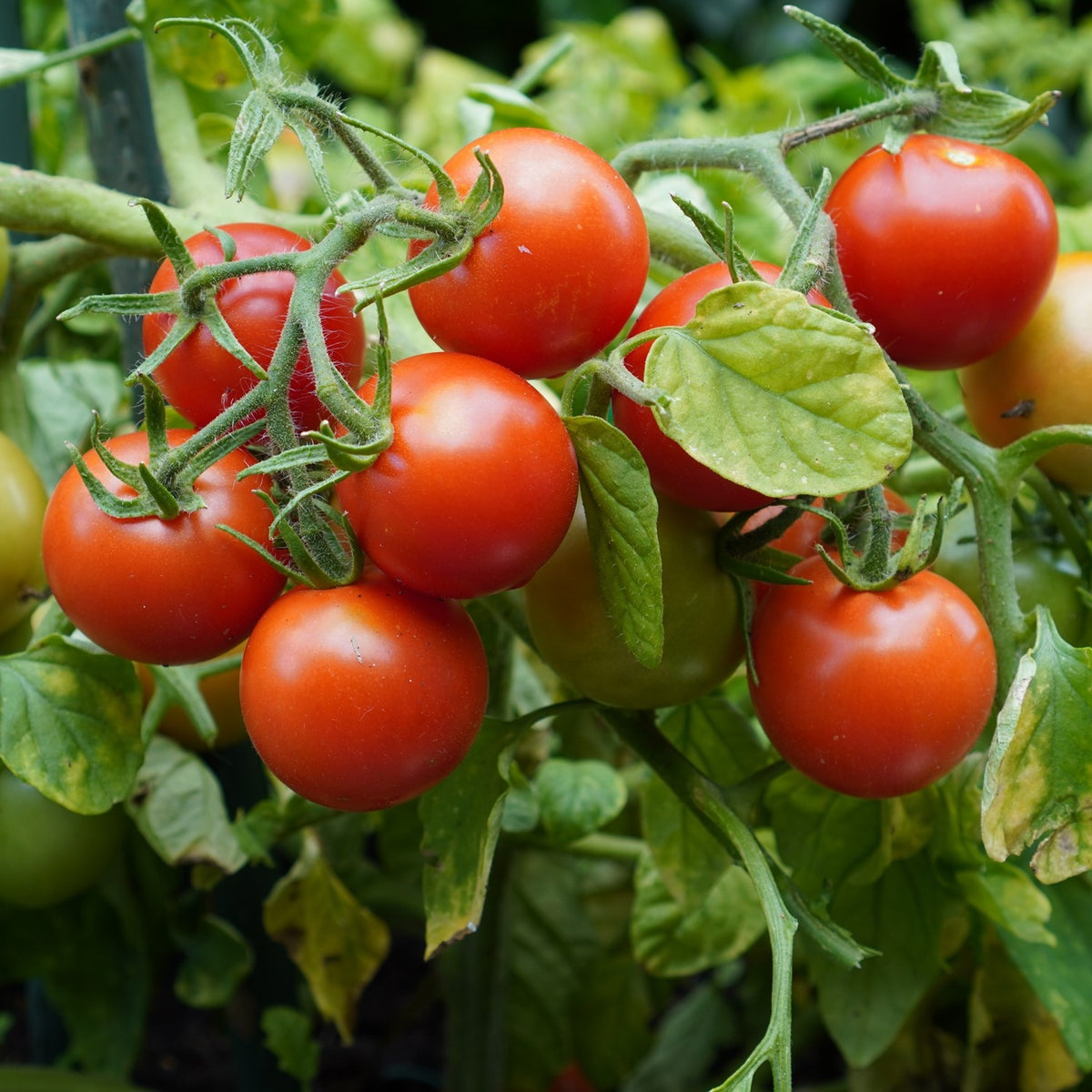 Maskotka Tomatensamen