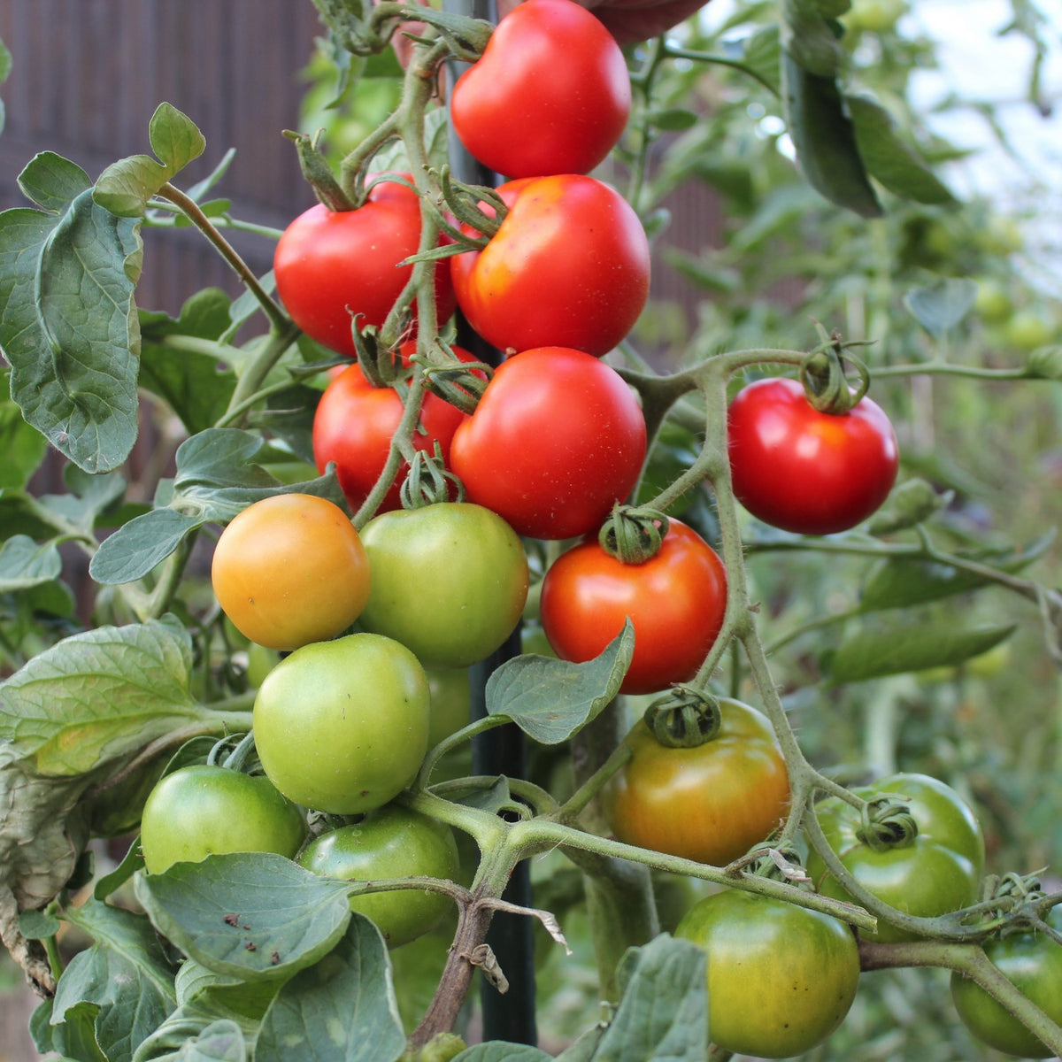 Harzfeuer F1 Tomatensamen