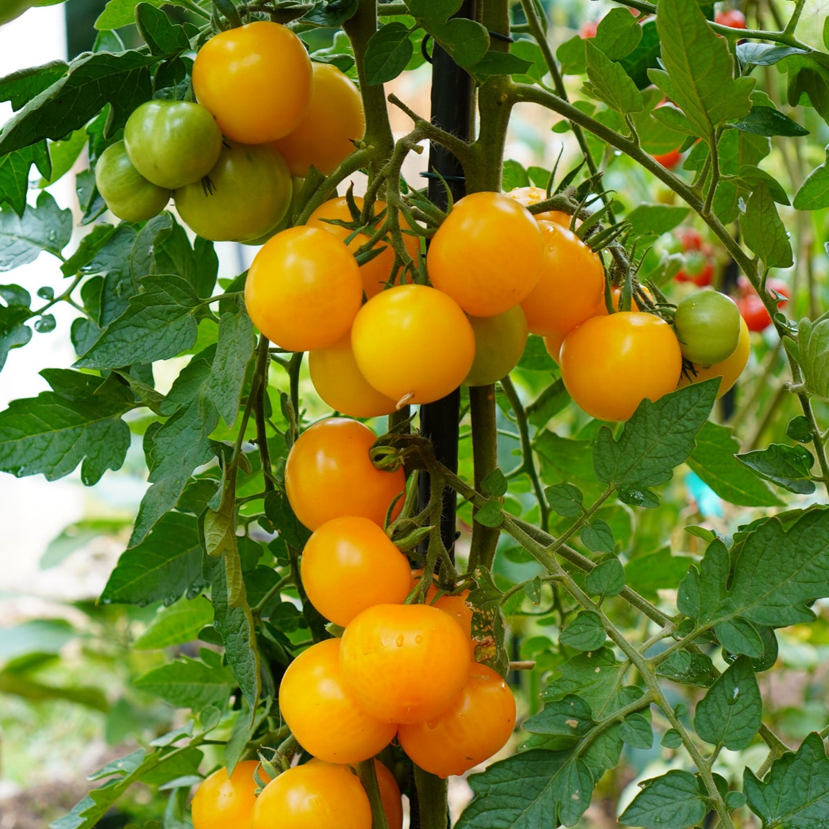 Goldene Königin Tomatensamen