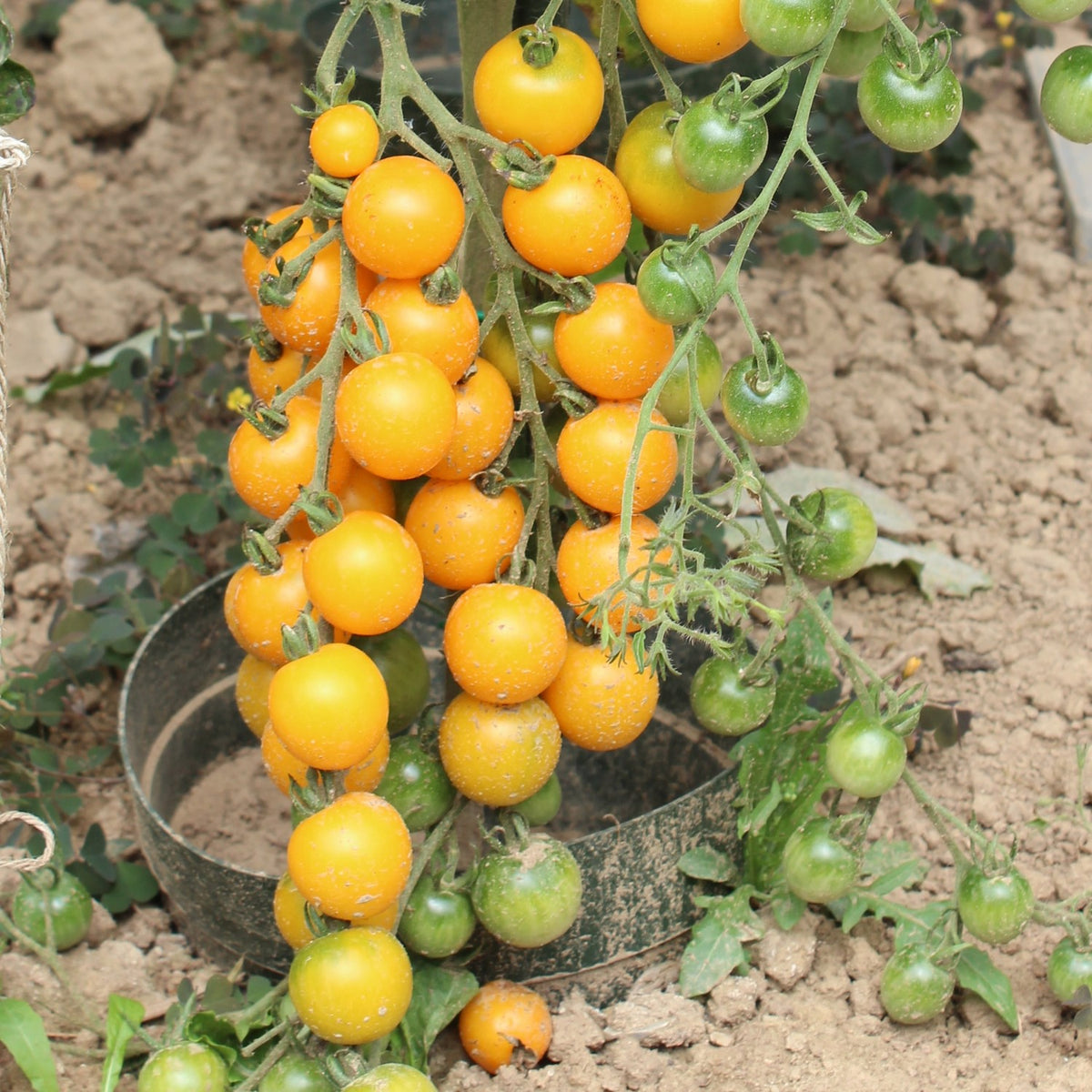 Goldkrone Tomatensamen