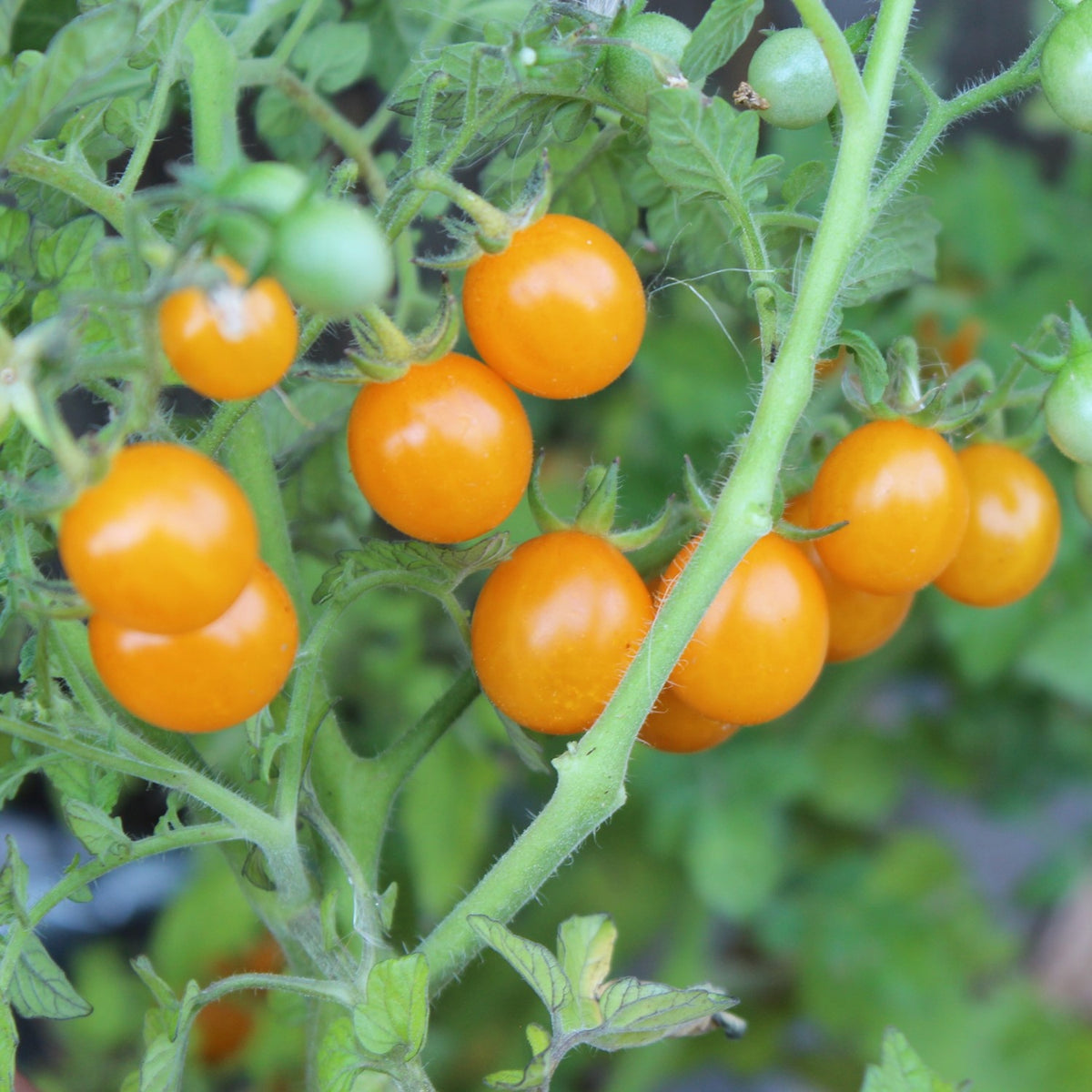 Galapagos Tomatensamen