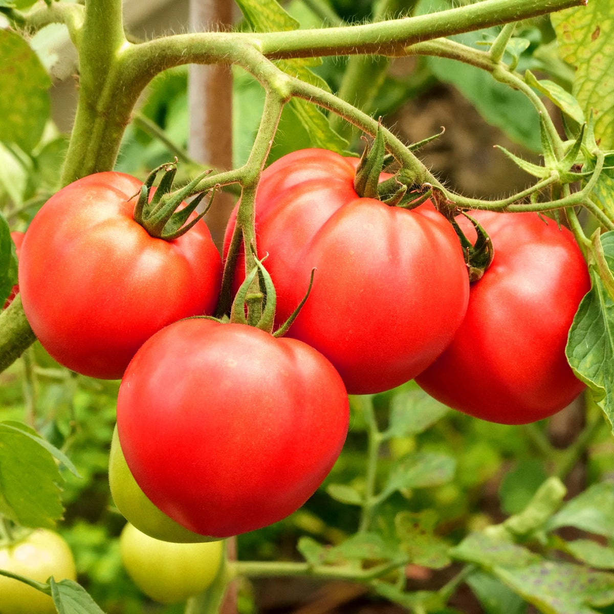 Brutus Tomatensamen