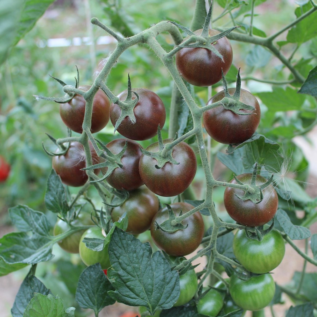 Black Cherry Tomatensamen