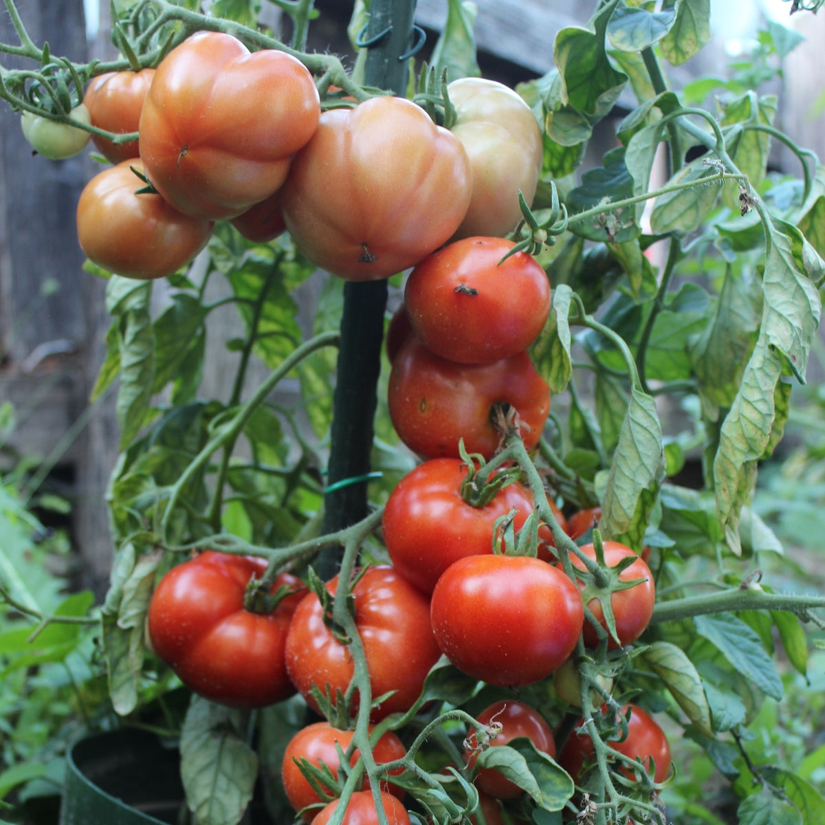 Betalux Tomatensamen