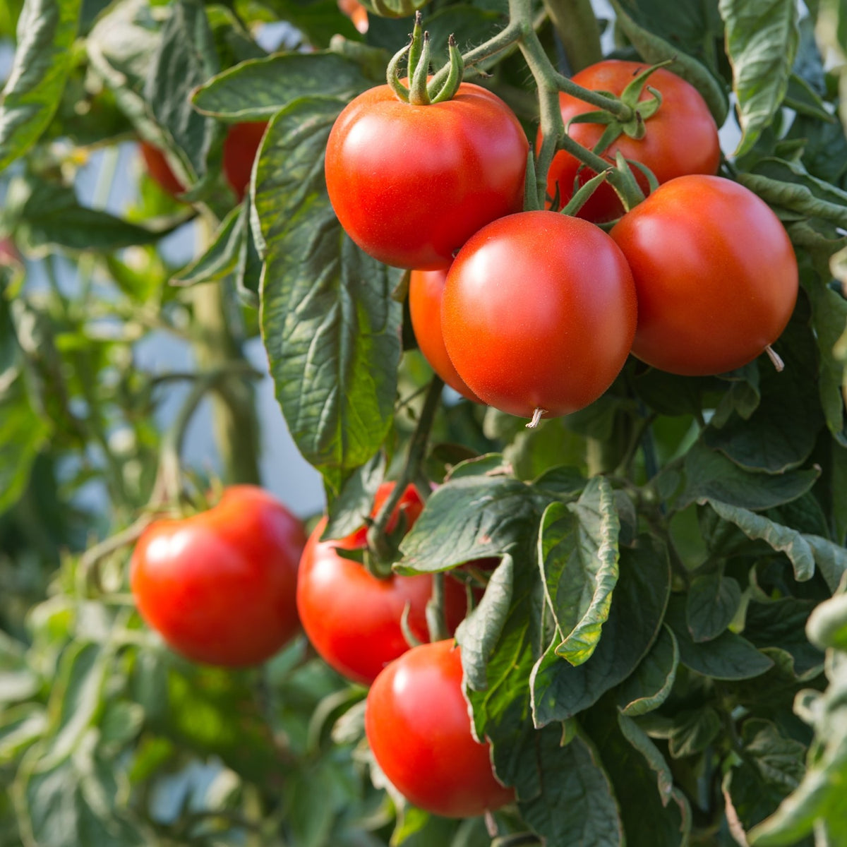 Alicante Tomatensamen