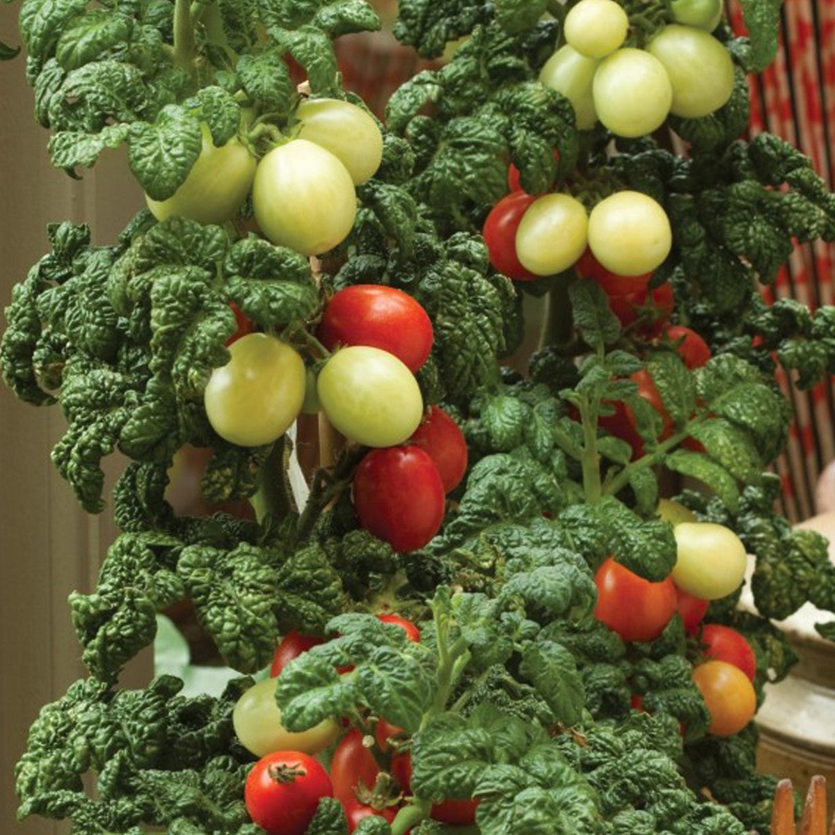 Patio Plum Tomatensamen