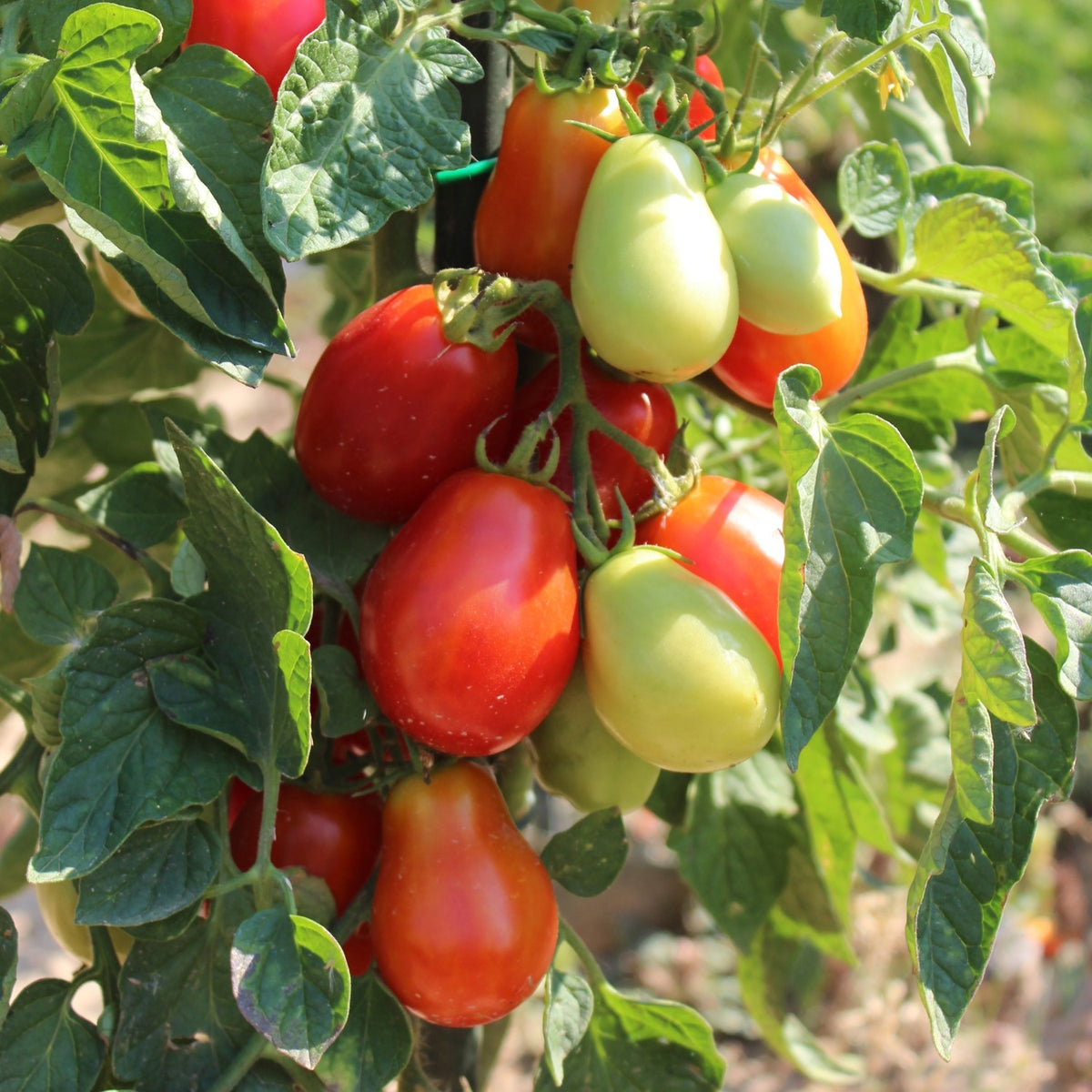 Roma Bio-Tomatensamen