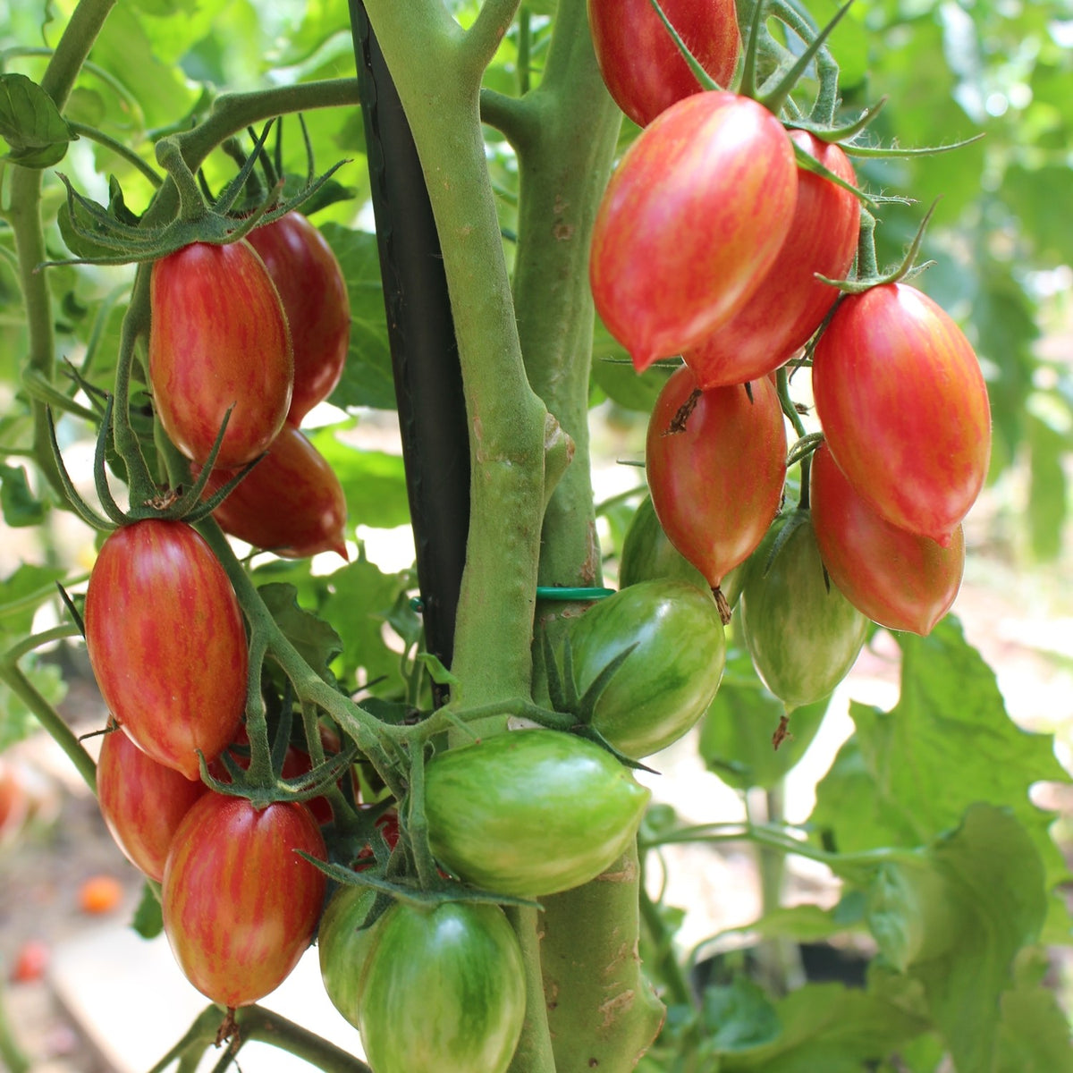 Artisan Pink Tiger Bio-Tomatensamen