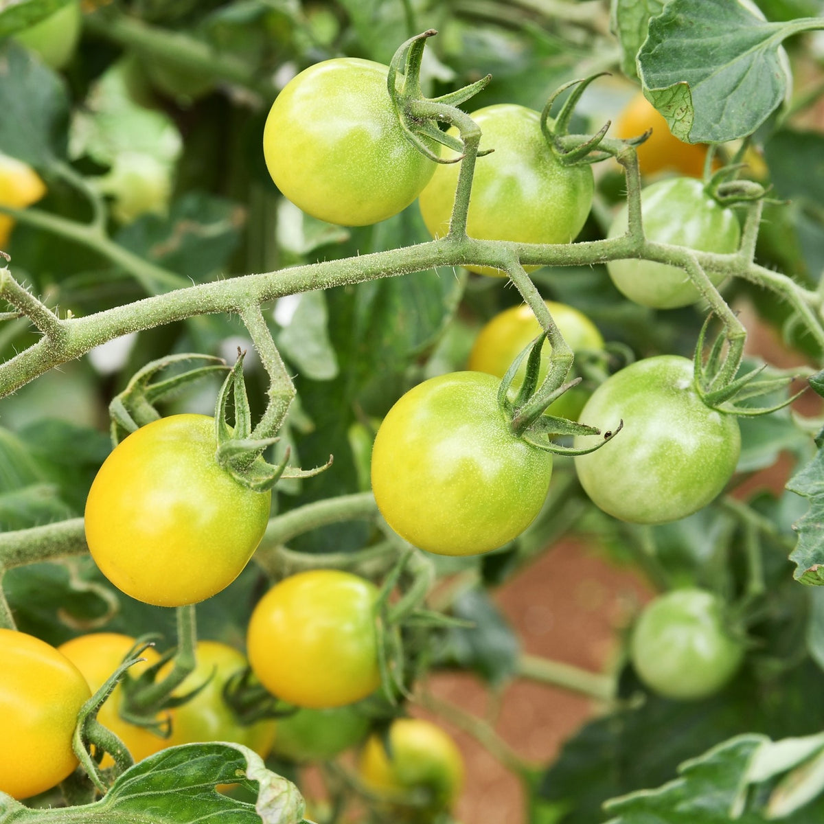 Snowberry Bio-Tomatensamen