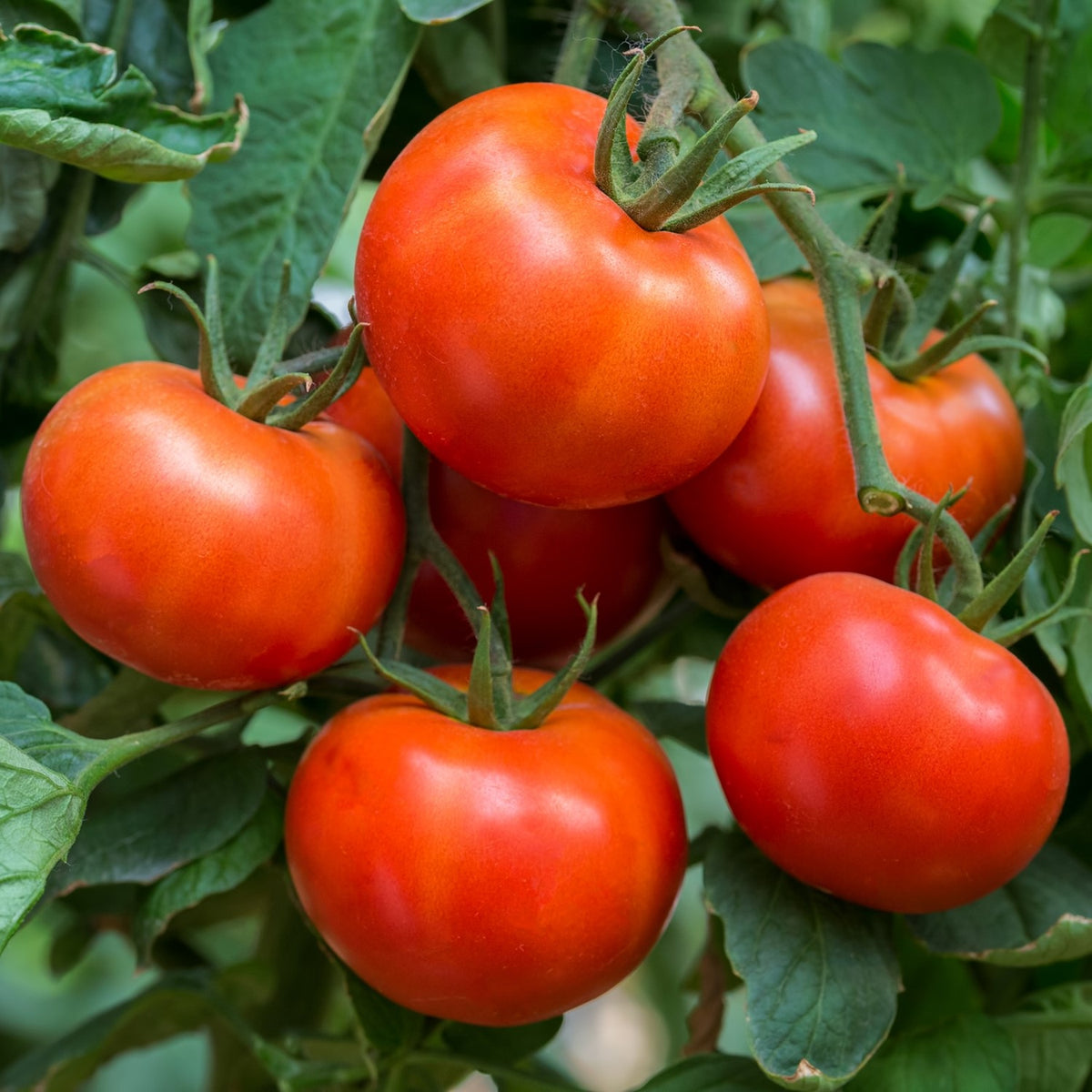 Vivagrande Bio-Tomatensamen