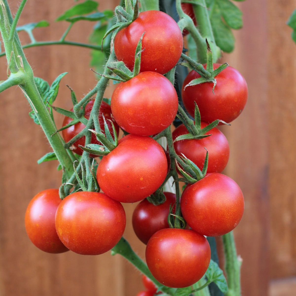 Vivaroma Bio-Tomatensamen