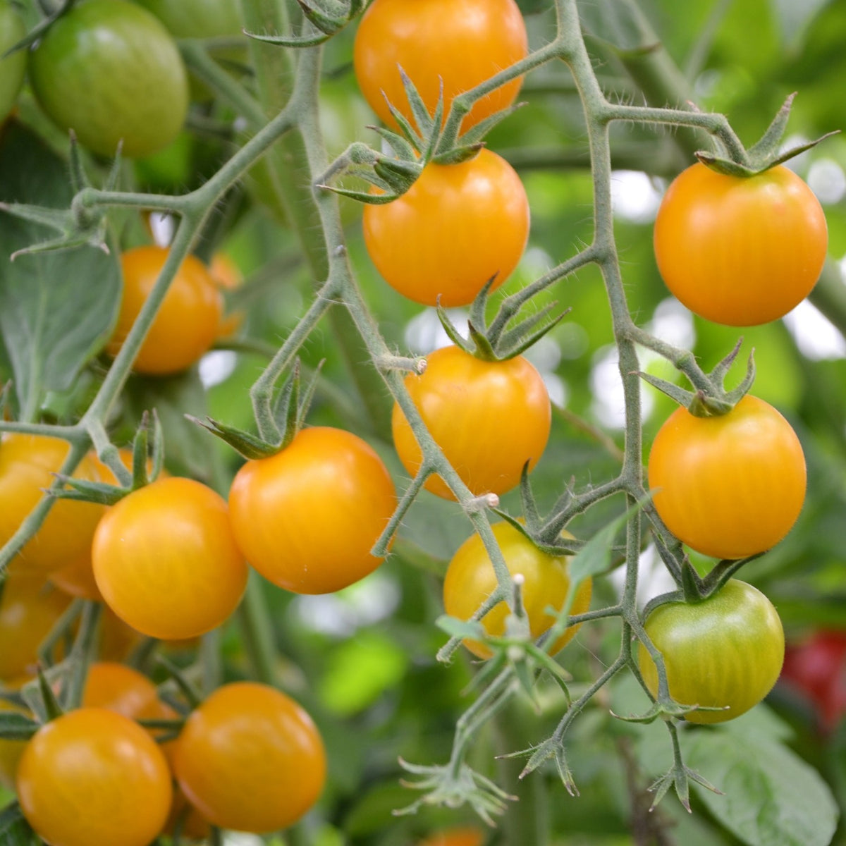 Sunviva Bio-Tomatensamen