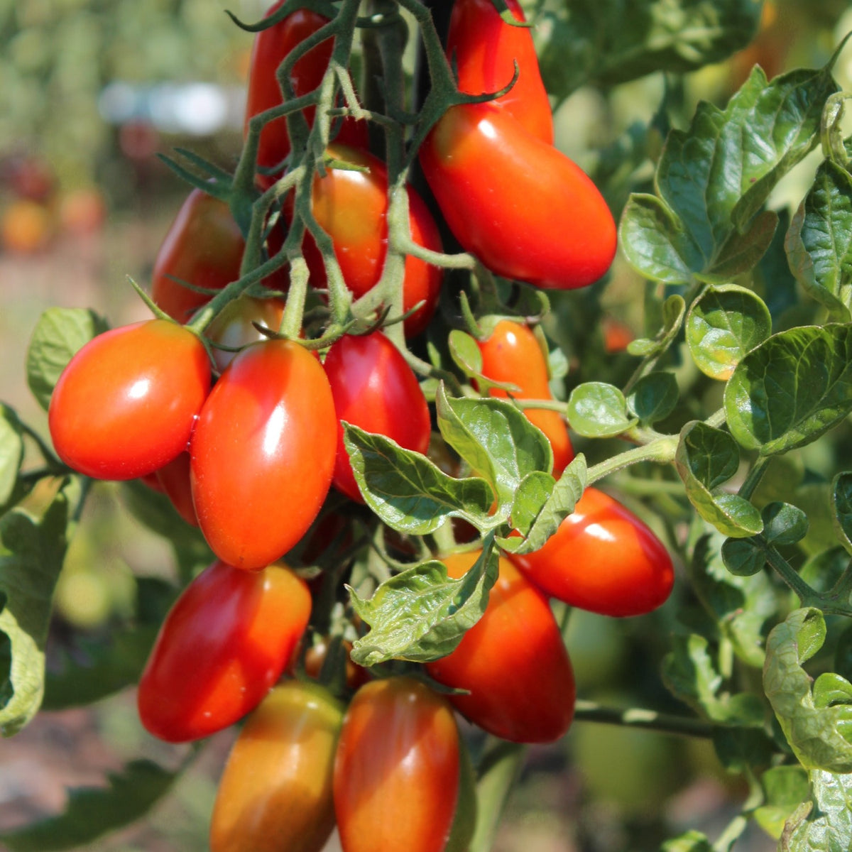 Celsior Bio-Tomatensamen