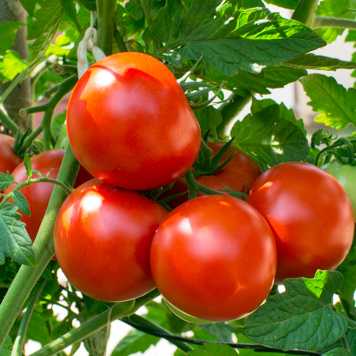 Dalimil Tomatensamen