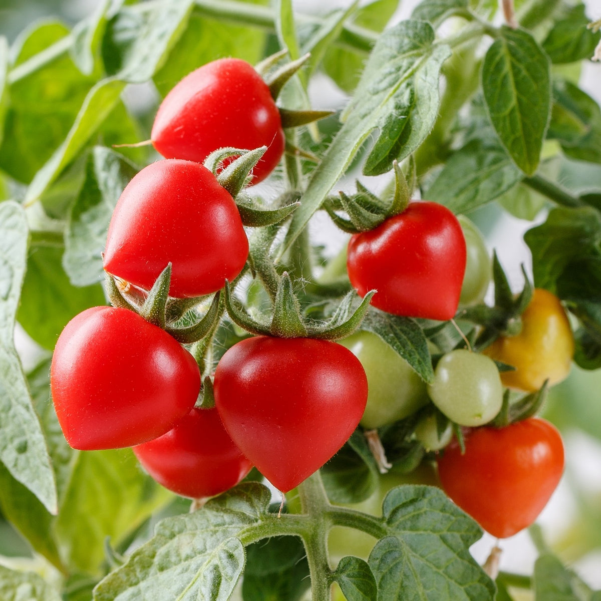 Heartbreaker Vita F1 Tomatensamen