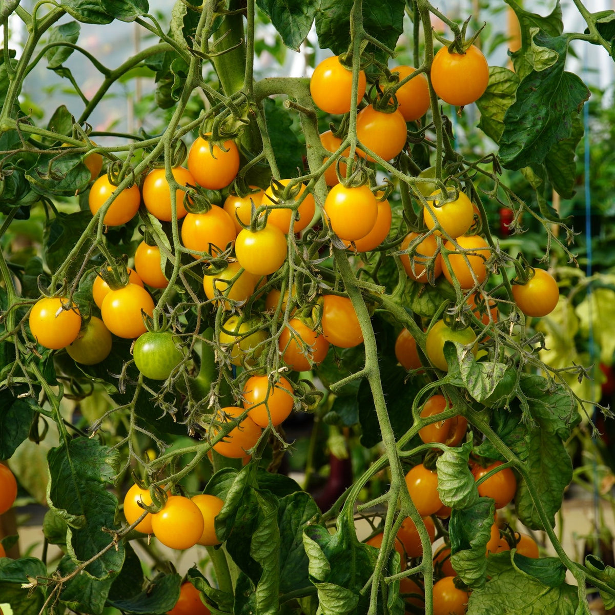 Golden Pearl F1 Tomatensamen