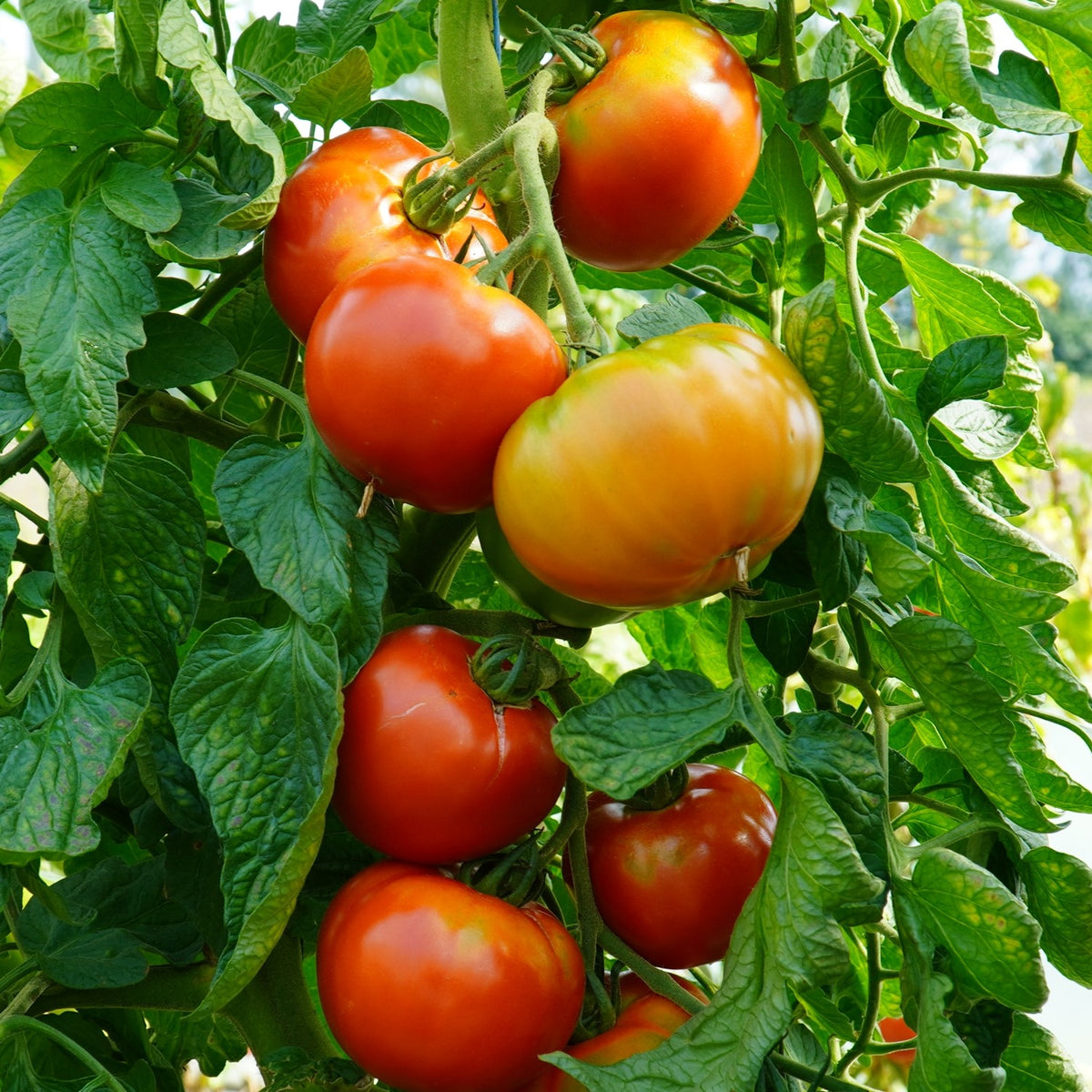 Supersteak F1 Tomatensamen