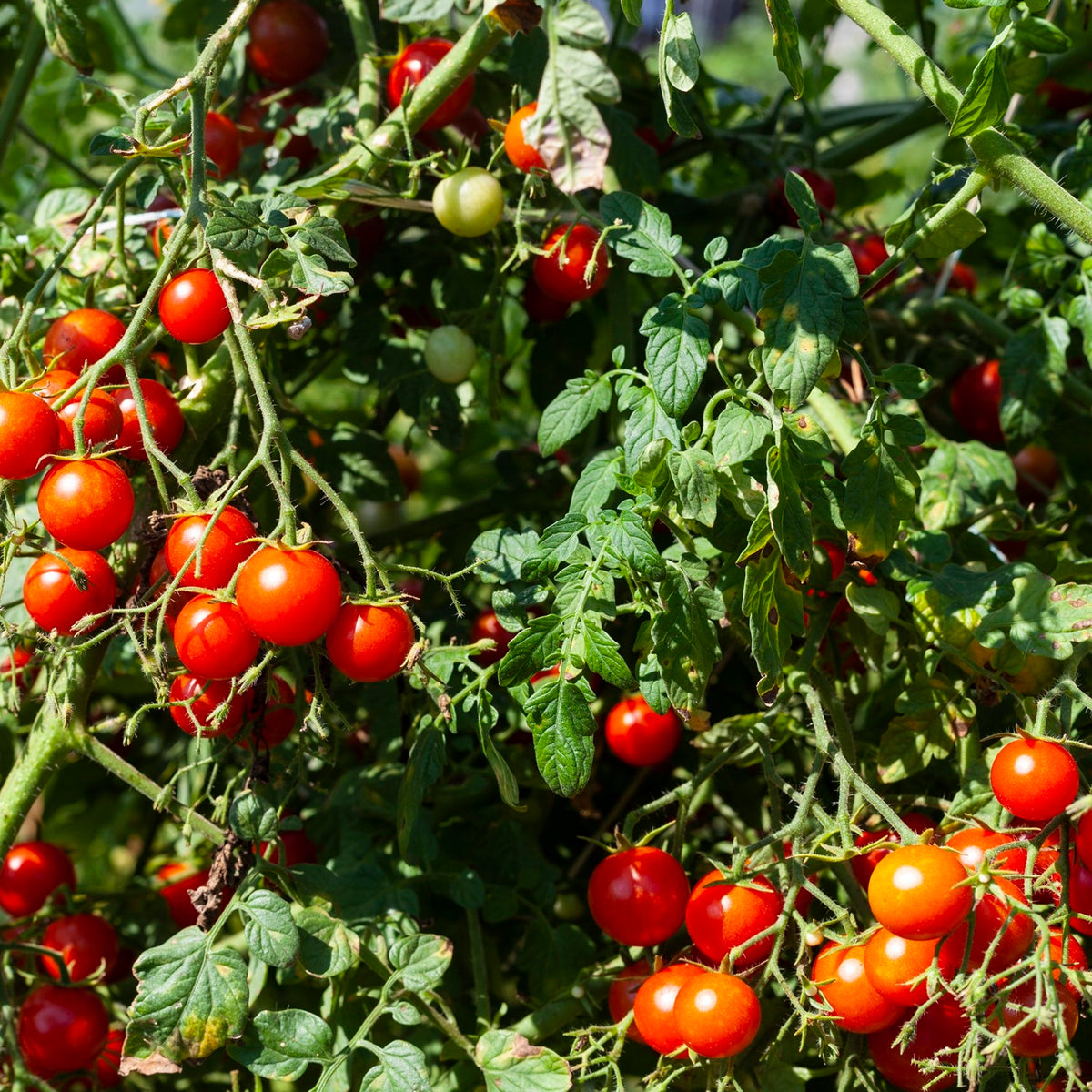 Baby Boomer F1 Tomatensamen