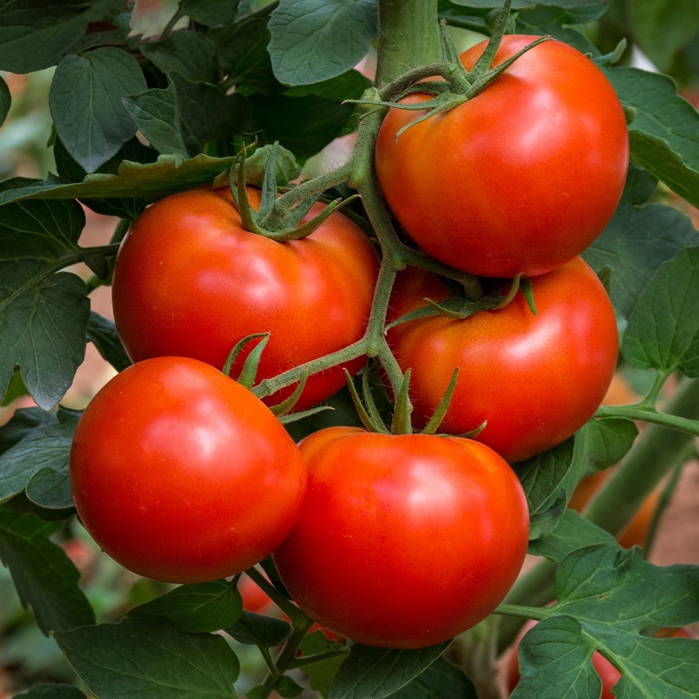 Crimson Crush F1 Tomatensamen